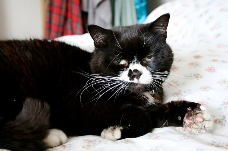 Cat's paws and self-levelling compound