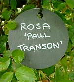 The Essentials slate plant labels