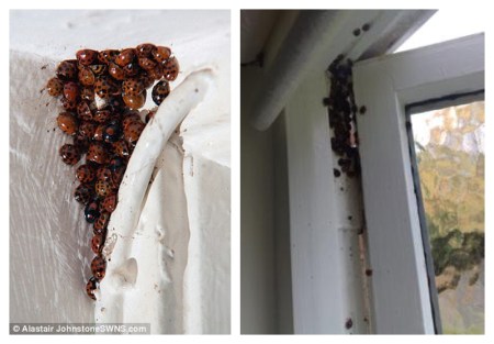 Ladybirds in houses over winter