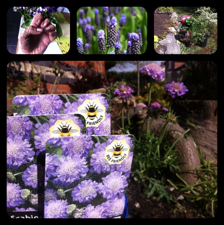 Scabious Blue Butterfly bee friendly plants
