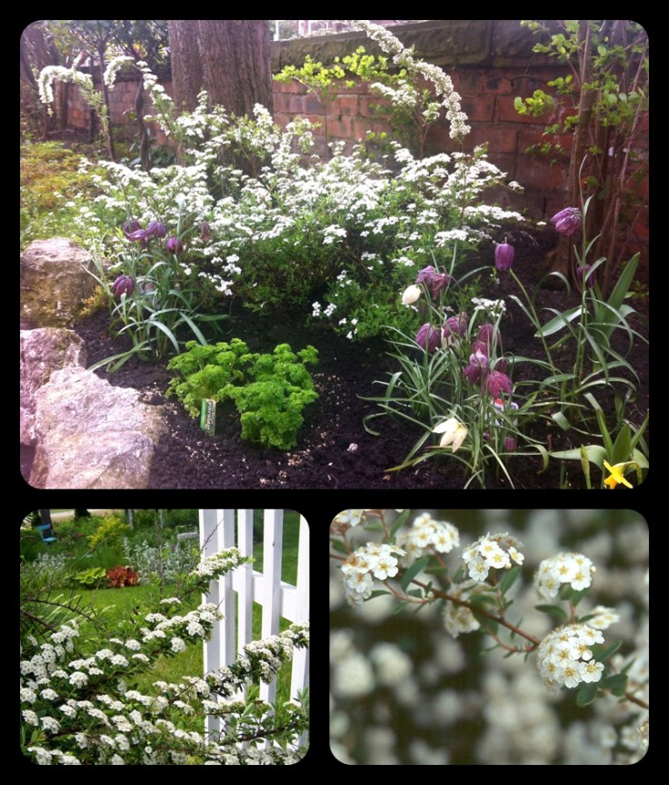 Spiraea Arguta Bridal Wreath or Veil shrub