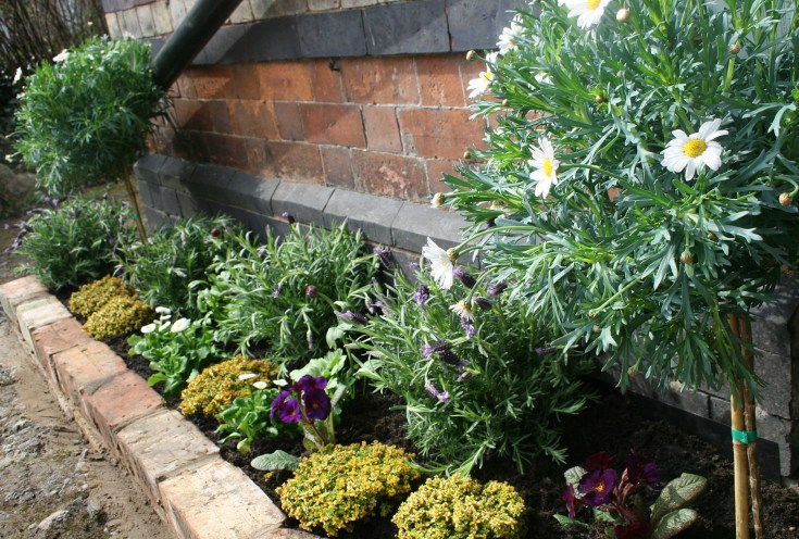 Raised bed with reclaimed brick wall, Marguerite trees, lavender and thyme