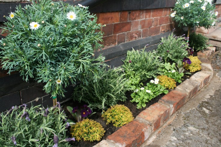 Raised bed with Marguerite trees, lavender and gold edge thyme
