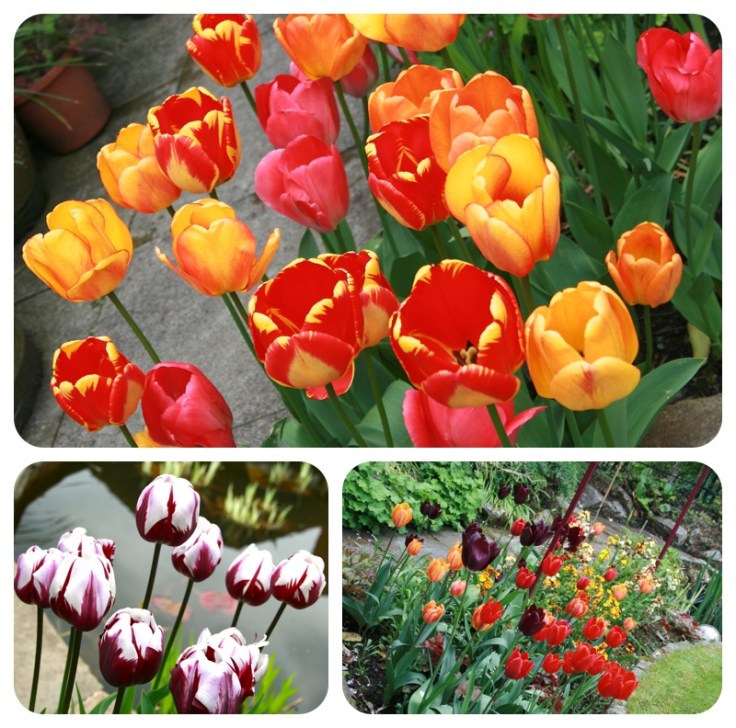 Heatons Open Garden day May 2013 by Moregeous