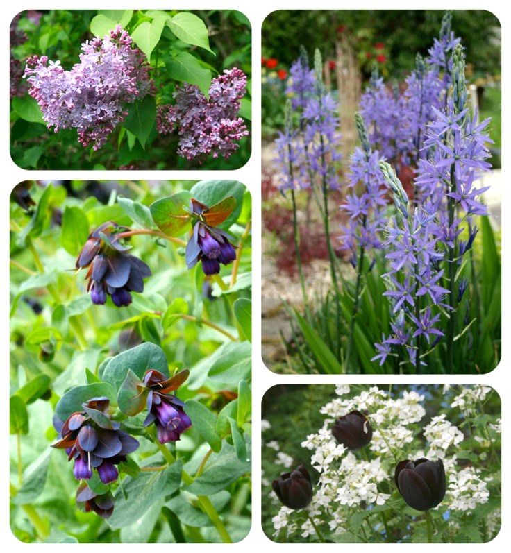 Heatons Open Garden day May 2013 by Moregeous