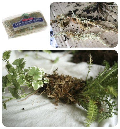 How to make Japanese Kokedama Moss Balls