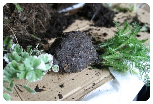 How to make Japanese Kokedama Moss Balls