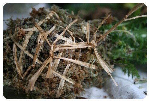 How to make Japanese Kokedama Moss Balls