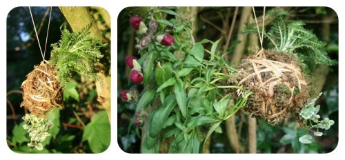 How to make Japanese Kokedama Moss Balls