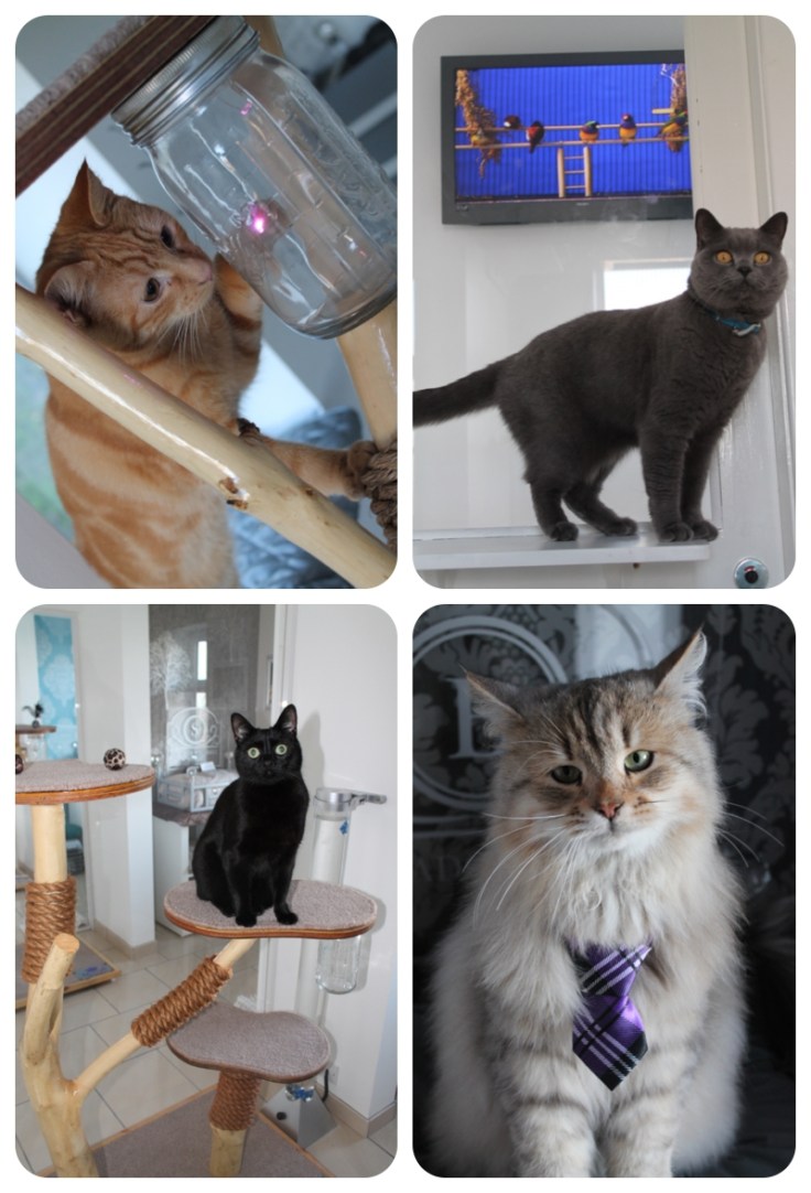 The Ings Luxury Cat Hotel Yorkshire