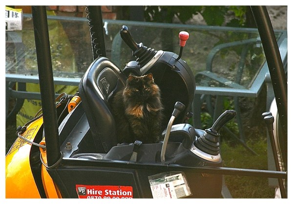 Cat on mini-digger on building site
