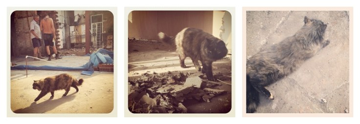 Filthy cat on building site