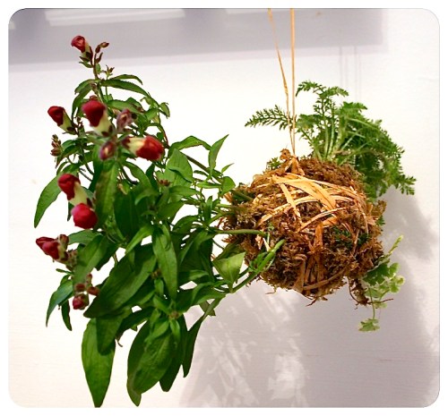 How to make Kokedama Moss Balls 1