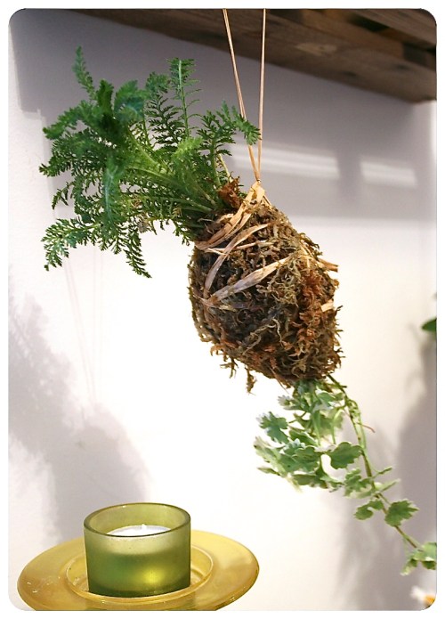 How to make Kokedama Moss Balls 2